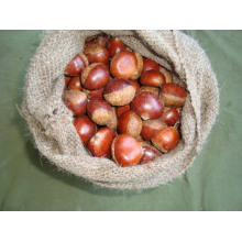 New Harvest Fresh Chestnut (#40-50)